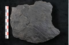 Foto (Detailansicht) von Noeggerathia palmaeformis Goeppert (NHMW-GEO-2024-0188-10743)